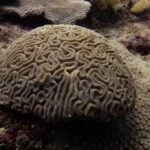 wayne-world tours reef