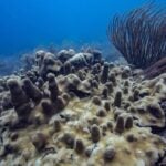 wayne world-tours reef