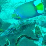 wayne world tours-reef